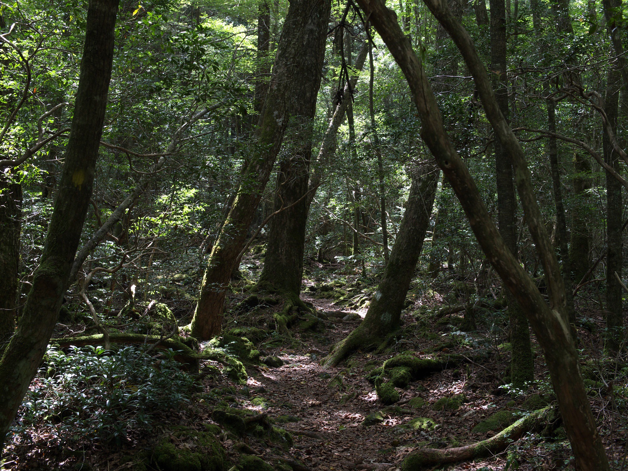 7 scariest place in the world - Aokigahara Forest - SBS Transport