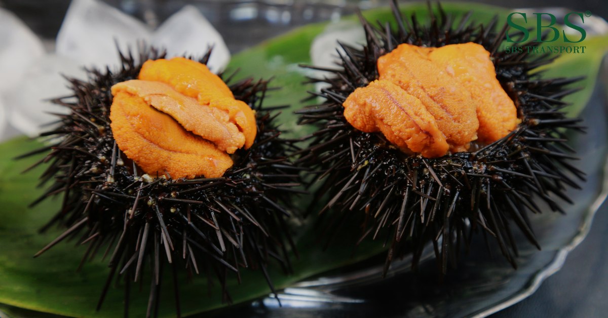 Phu Quoc Travel - Grilled Sea Urchin - SBS Transport